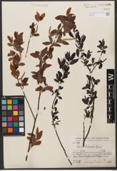 Foto von Salix wilsonii Seemen